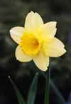 The Secret Language of Flowers Daffod10