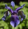 The Secret Language of Flowers Iris10