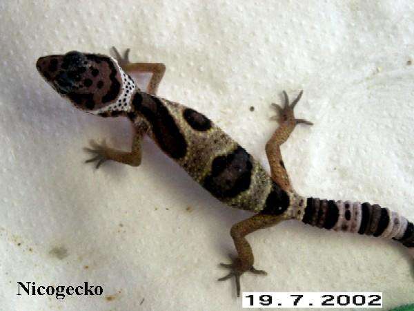 [fiche technique] Les phases du gecko leopard Jungle10
