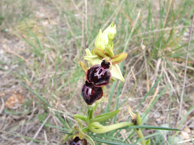 Variation sur Ophrys provincialis Dscf4714