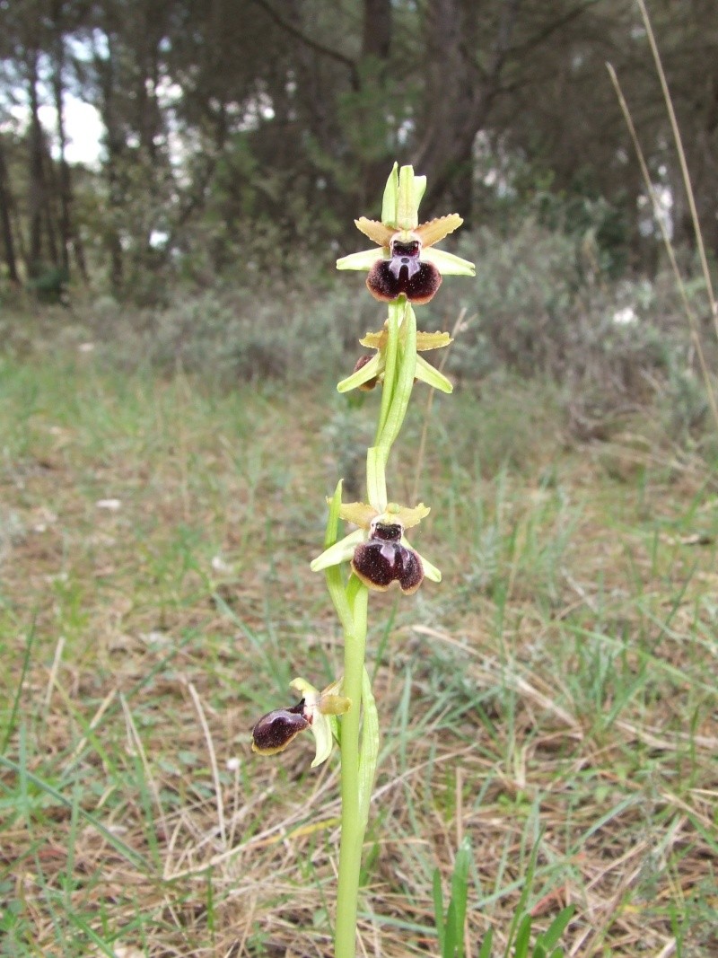 Variation sur Ophrys provincialis Dscf4716