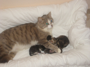 4 chatons à adopter dans un peu plus d'un mois S7001210