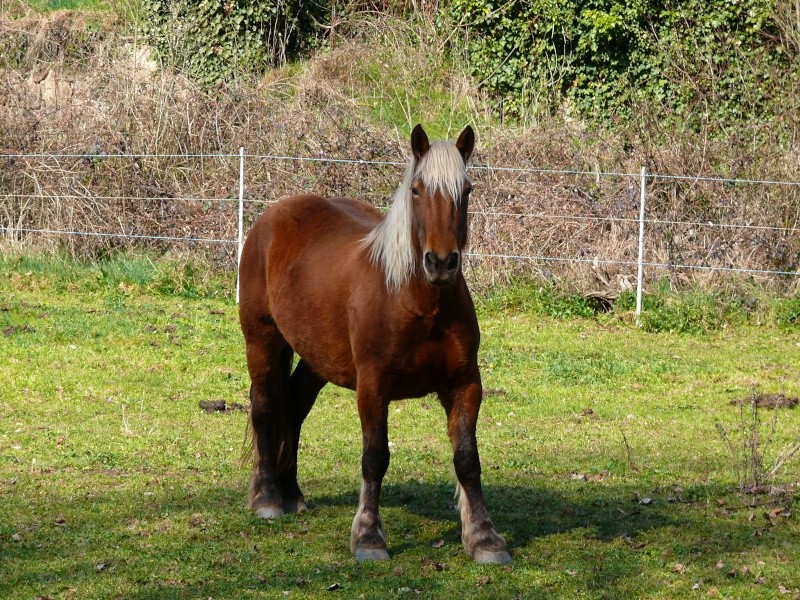 ça manque de chevaux... P1040710