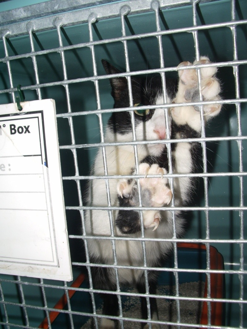 Madre : chatte de trois ans Noire et blanche en cage ! SOS Imgp5510