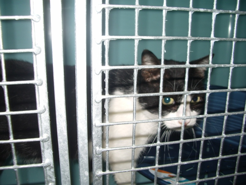 Madre : chatte de trois ans Noire et blanche en cage ! SOS Imgp5511