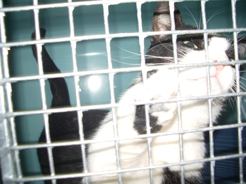Madre : chatte de trois ans Noire et blanche en cage ! SOS Imgp5512