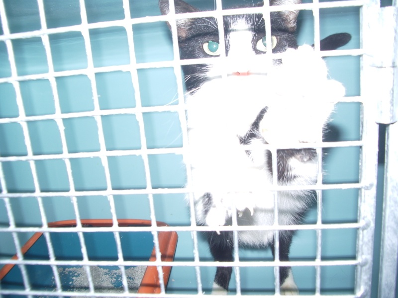 Madre : chatte de trois ans Noire et blanche en cage ! SOS Imgp5513