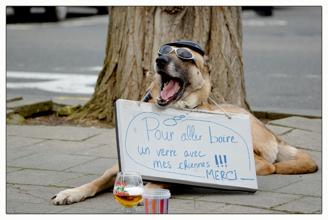 Pour aller boire un verre..... Chien110