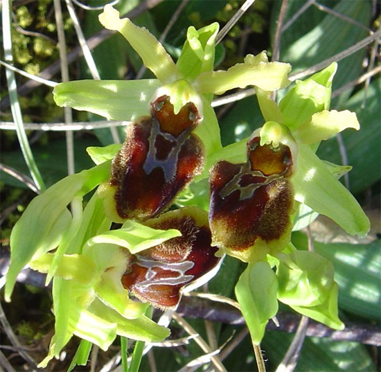 Ophrys massiliensis O_aran11