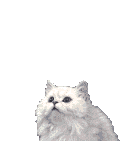 لا مساهمات جديدة