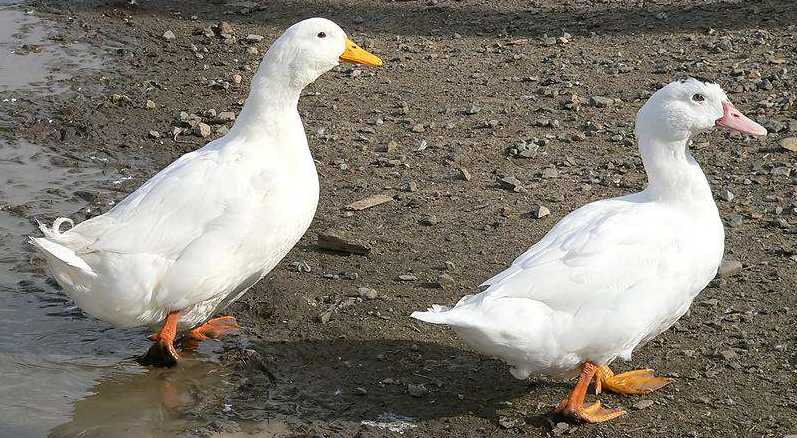 races de canards Canard10