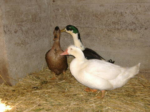 Races De Canards Races De Canards