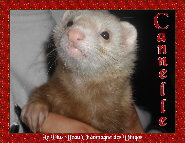 Le plus beau champagne Dingos est........ Cannel10