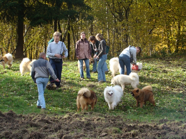 des sams et des eurasiers en automne Photo_11