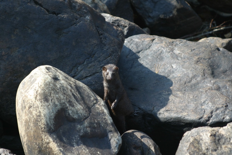 Mon dernier voyage Loutre10