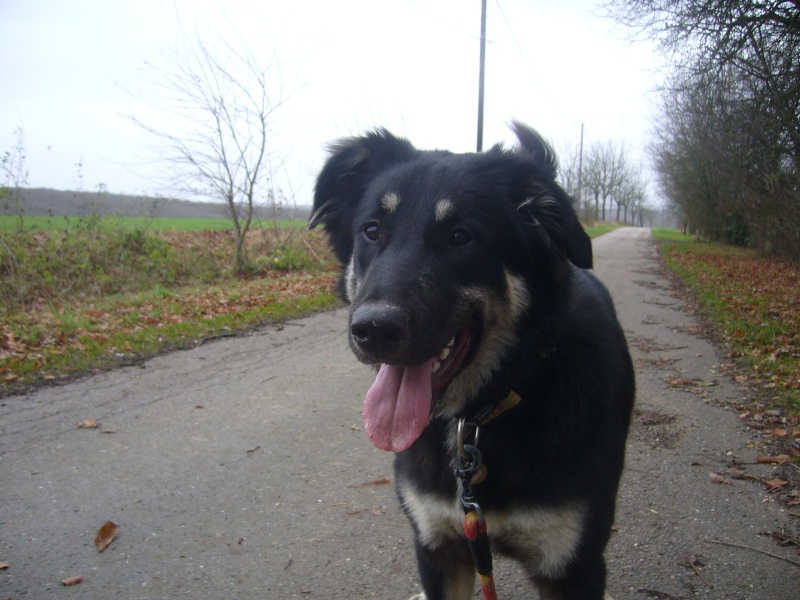 Câline, chiot femelle 8 mois x berger allemand, stérilisée Chiot_13