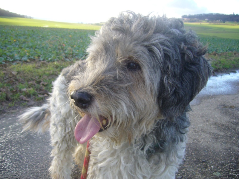 Jim, x bearded collie, 15 ans Jim_1511