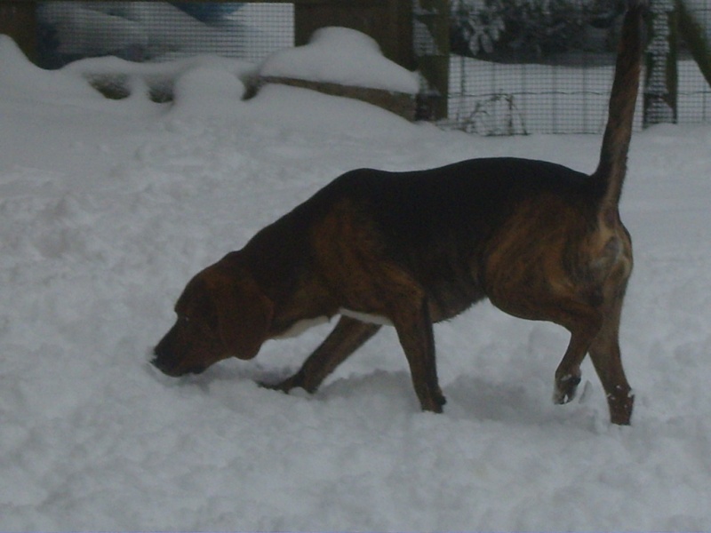 la neige et les chien et nous Ss104217