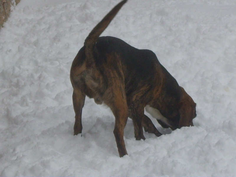 la neige et les chien et nous Ss104218