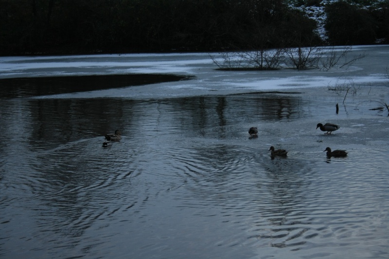 Ducks on ice Img_0216