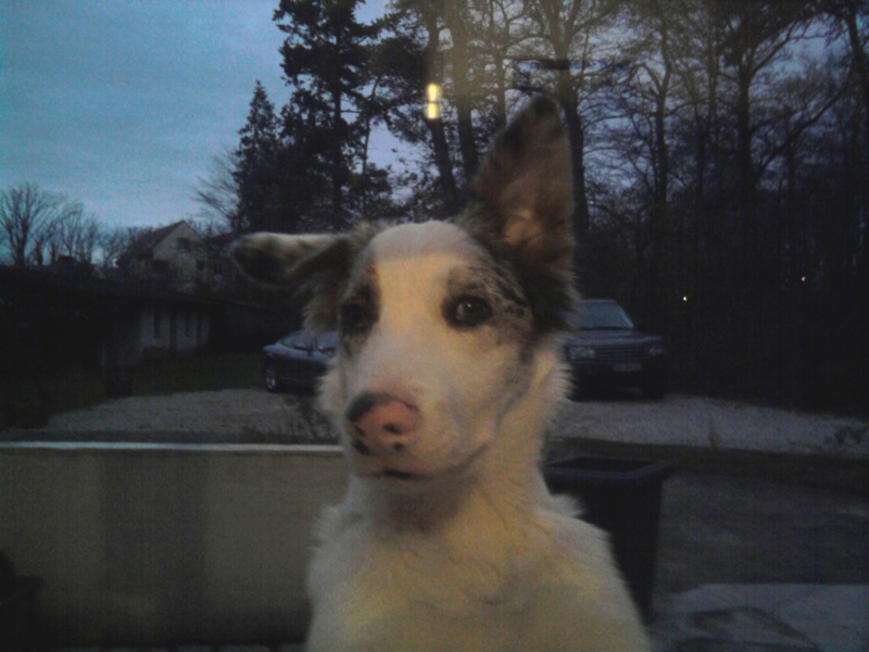 [adopté] aston border collie bleu merle sourd mais tellment mignon!! Aston210