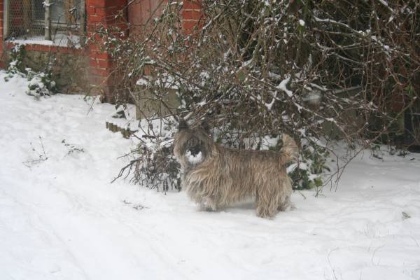 Les chiens et la neige  20130112