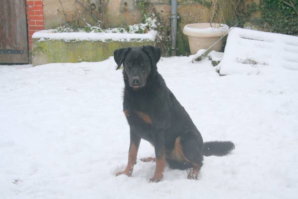 Les chiens et la neige  20130113