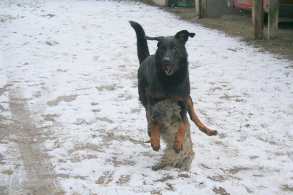 Les chiens et la neige  20130115