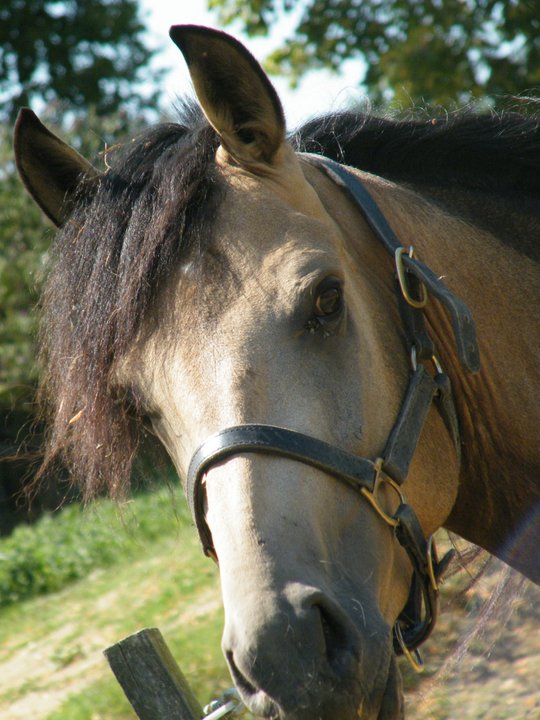 Une idée ? urgent 31175011