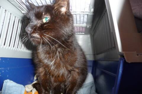 Le Sauvetage D Un Chat Sur Le Quesnel En Decembre 12 Que Faire D Un Chat Trouve Perdu