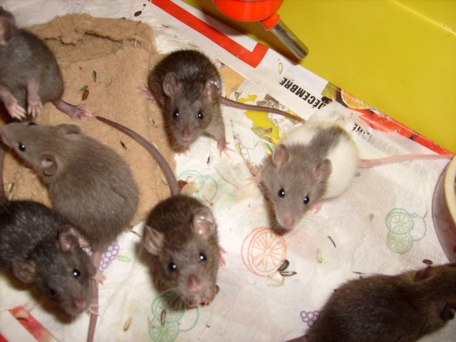 BB rats  adopter ou FA ds 59, 62, Belgium S7300313