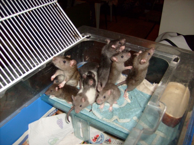 BB rats  adopter ou FA ds 59, 62, Belgium S7300428