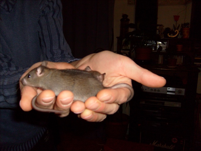 BB rats  adopter ou FA ds 59, 62, Belgium S7300429