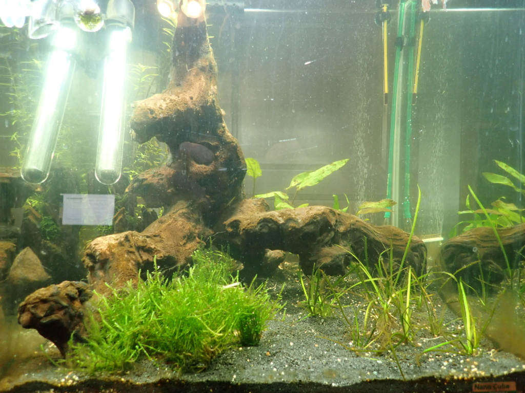 avis sur aquarium rio 125l Pc150010