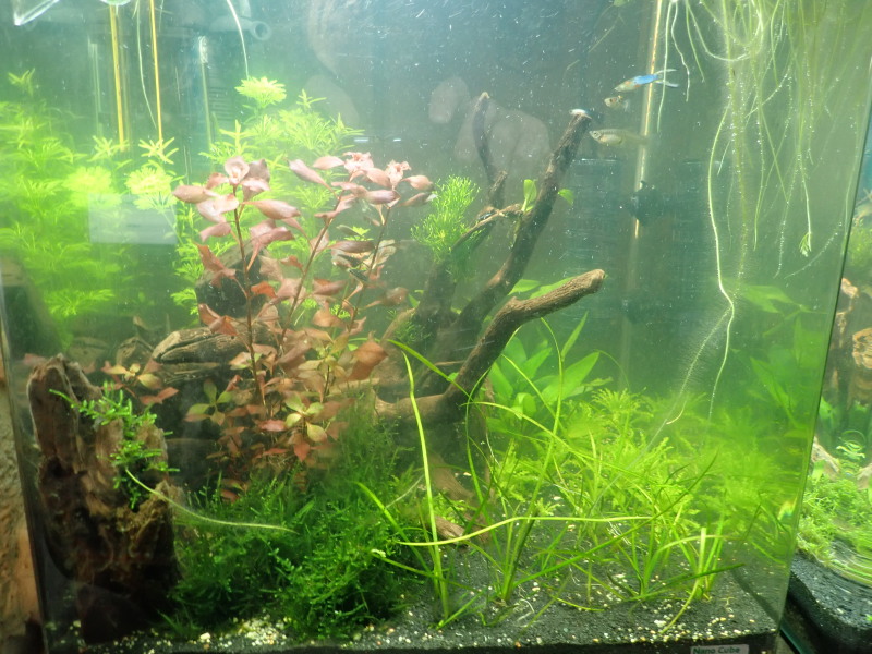 avis sur aquarium rio 125l Pc310011