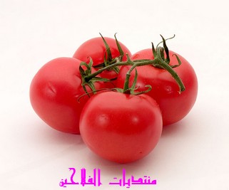 زراعة الطماطم Tomato10