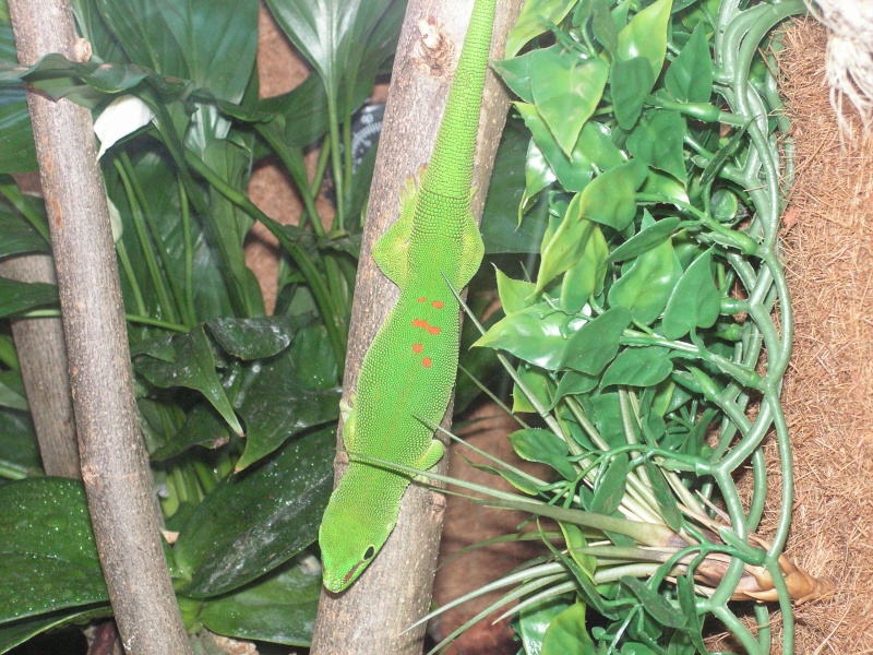 Phelsuma m. grandis Phelsu10