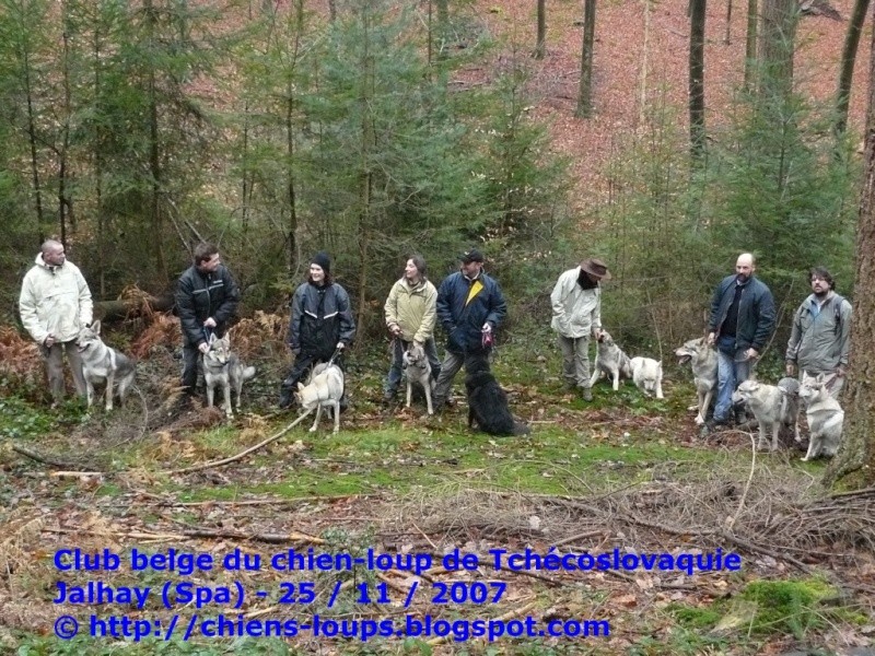 Photo des "loups" dans la forêt près de Spa Cswbel10