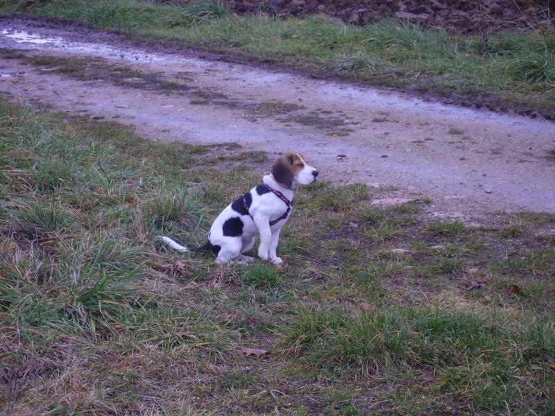 Notre Beagle va arriver Pict0512