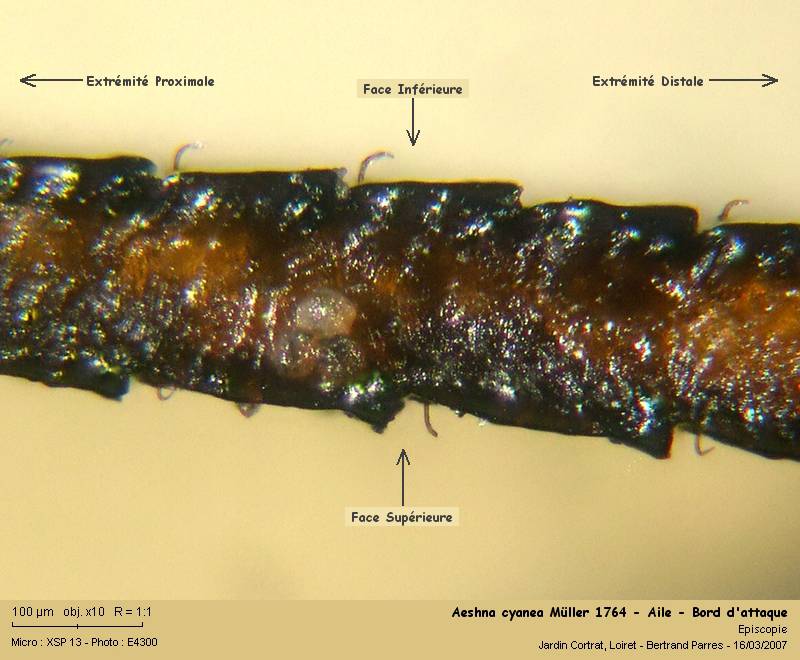 Aeshna cyanea Müller 1764 Aeshna13