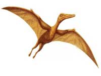 Cearadactylus Dino10