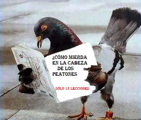 imágenes y comentarios Oiseau11