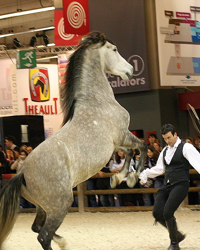 Salon du cheval 2007 Salon_12