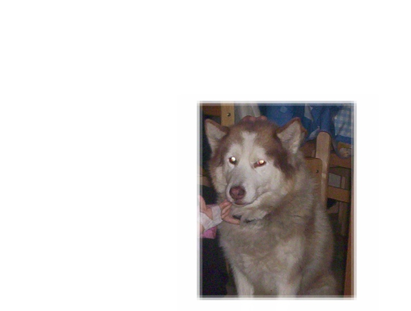 TARTINE - Femelle husky - 14 ans - Lille 100_5510