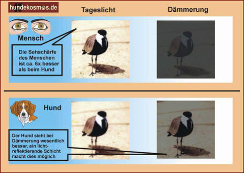 Wie sehen Hunde?