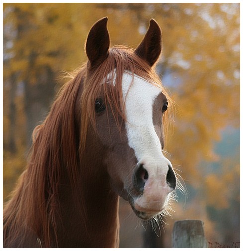 bluetooth [] Arabian Paint Horse Sans_t97