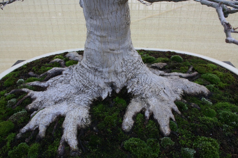 I Exposicion Nacional Bonsai Caduco (Club amigos del Bonsai de Parla) 1510