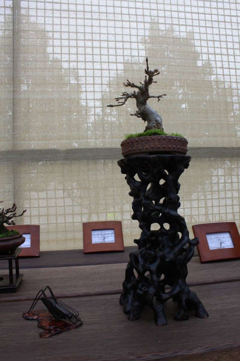 I Exposicion Nacional Bonsai Caduco (Club amigos del Bonsai de Parla) 2010