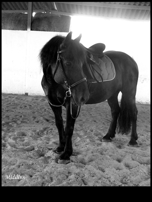 Cavalière à califourchon de Midi-Pyrénées... Encore11