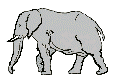les éléphants 0212